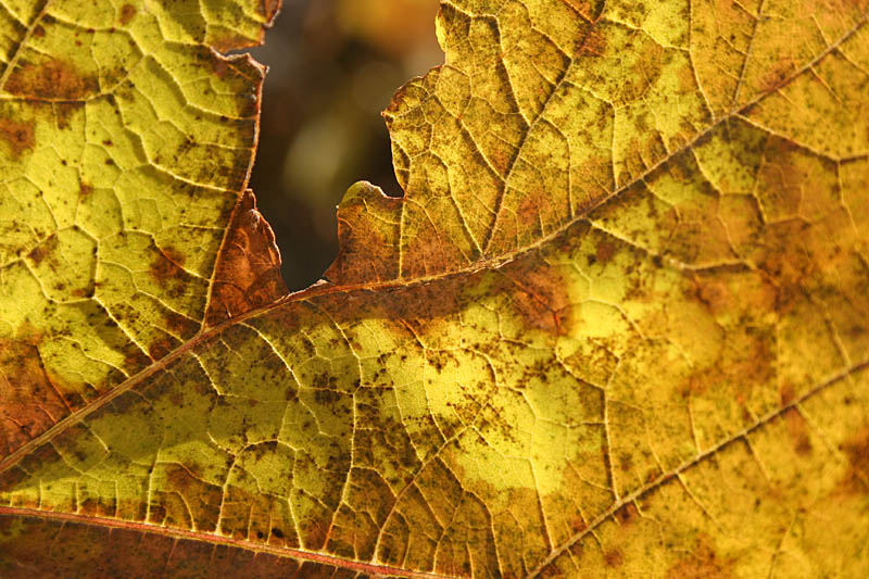 Autumn leaf