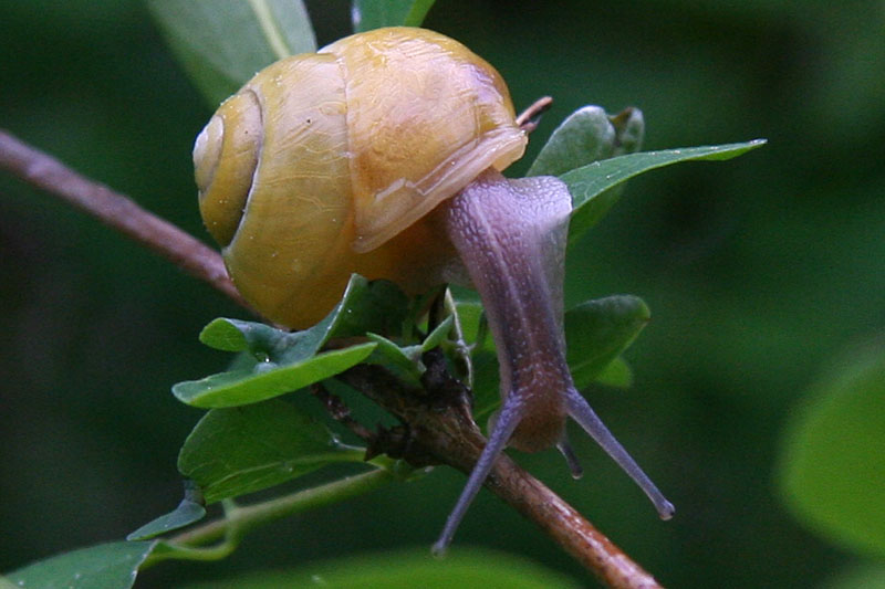 slug