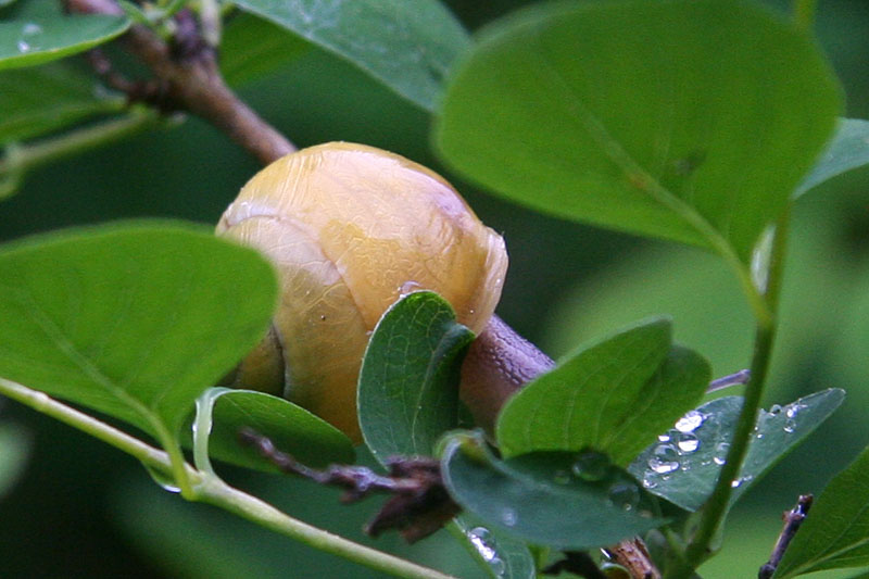 slug