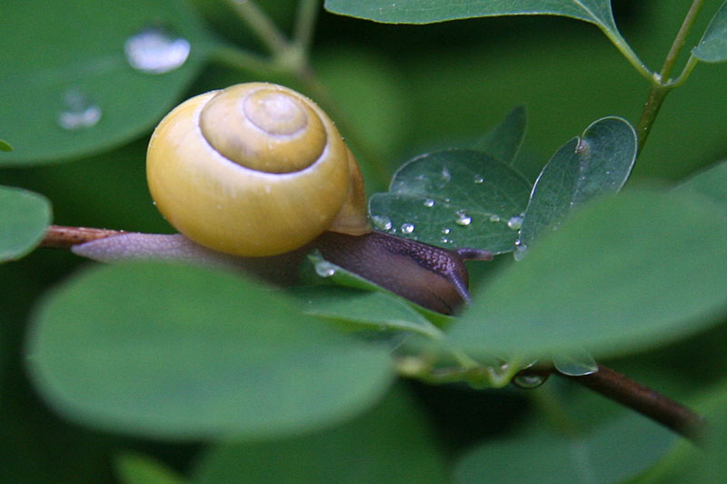 slug