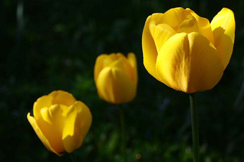 Yellow Trio
