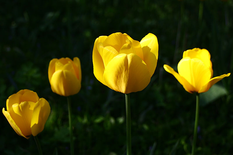 Yellow Quartet
