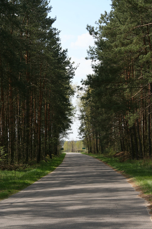 Among trees