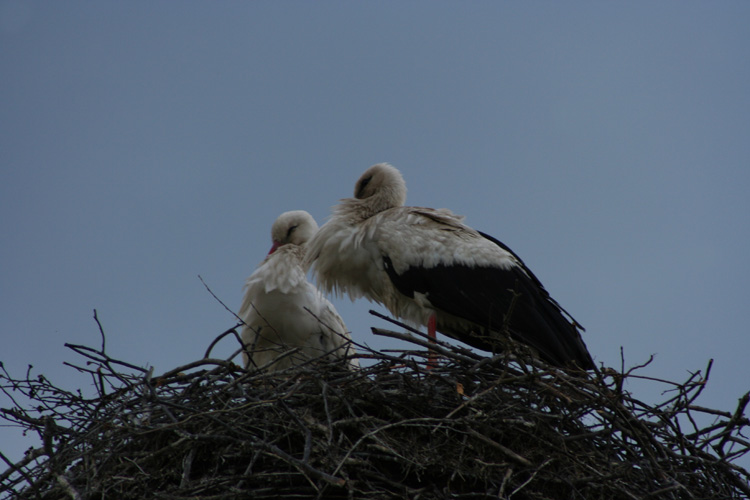 Nest stork