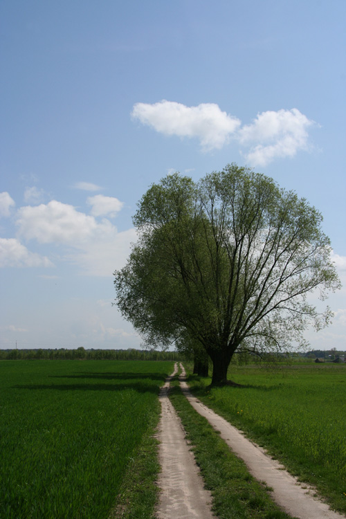 Solitary trees