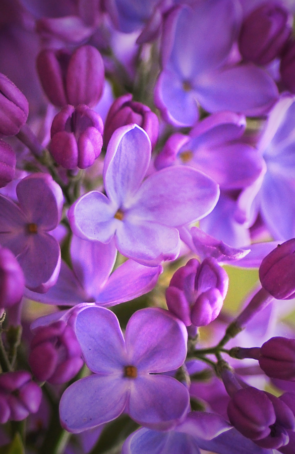 i love lilacs