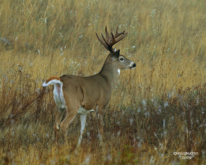 White Tail Buck