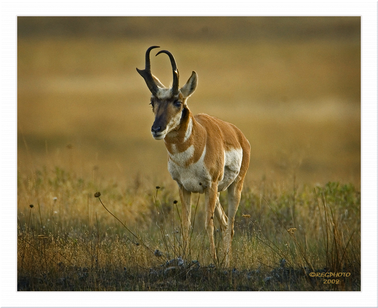 Buck Antelope