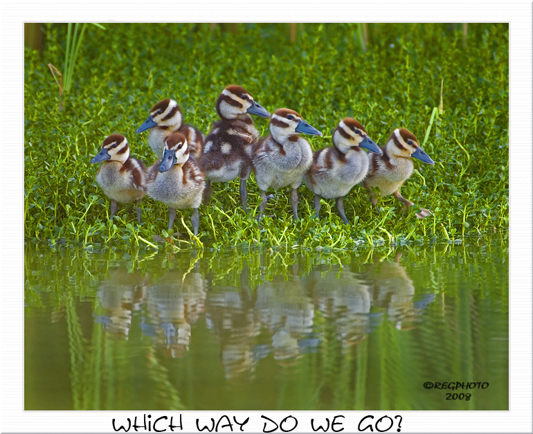 Baby BBW Ducklings (Dendrocygna autumnalis)