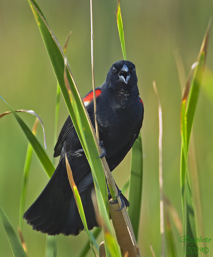 Red- Winged Blackbird (Agelaius phoeniceus)