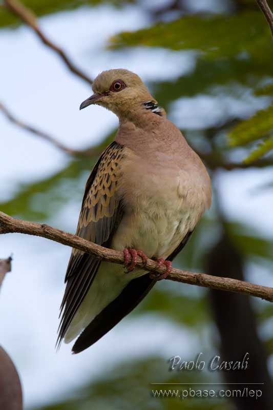 Turtle Dove
