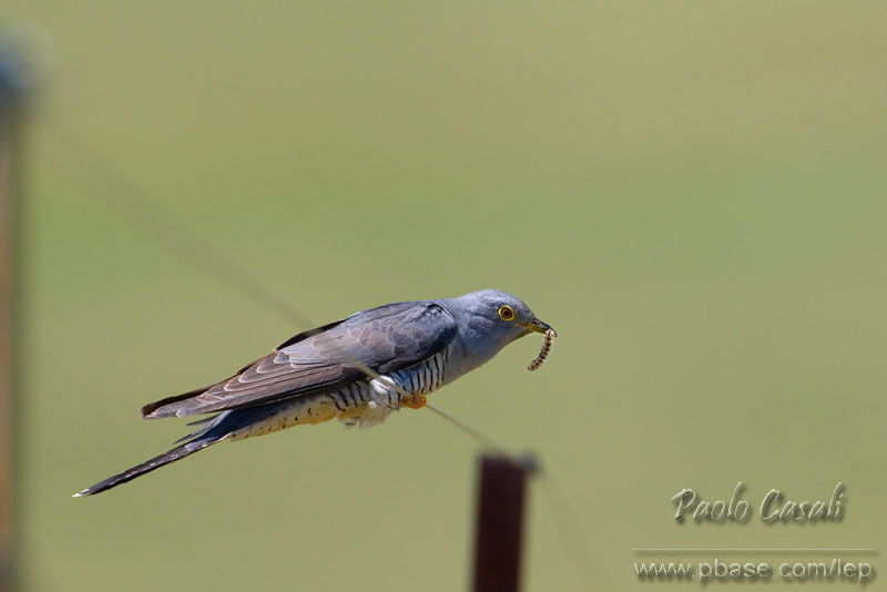 Cuckoo (Cuculus canorus)