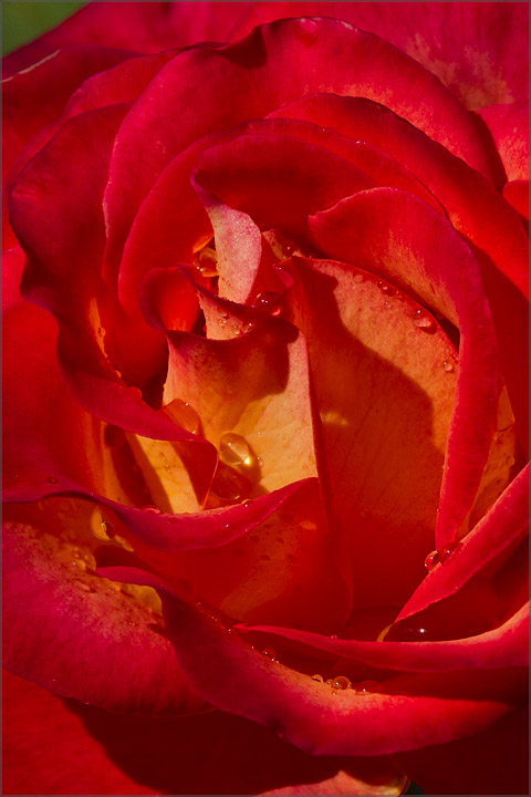 Fall 2010 Rose
