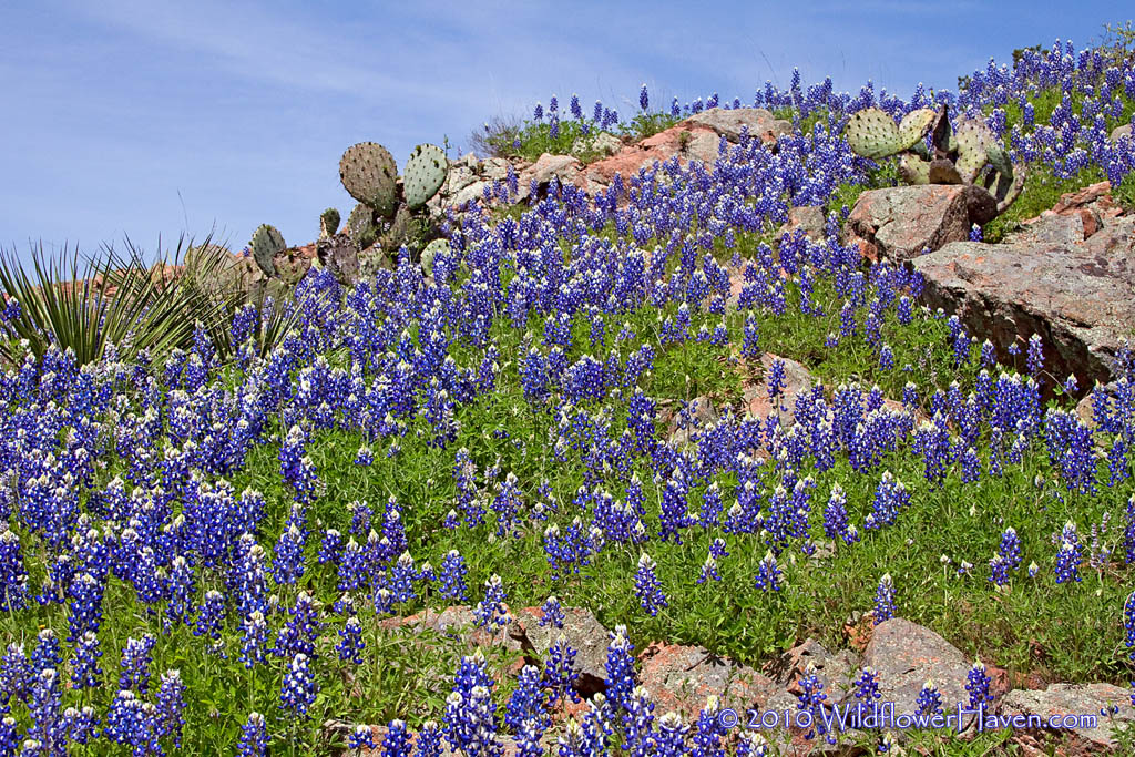 Bluebonnets on the Rocks