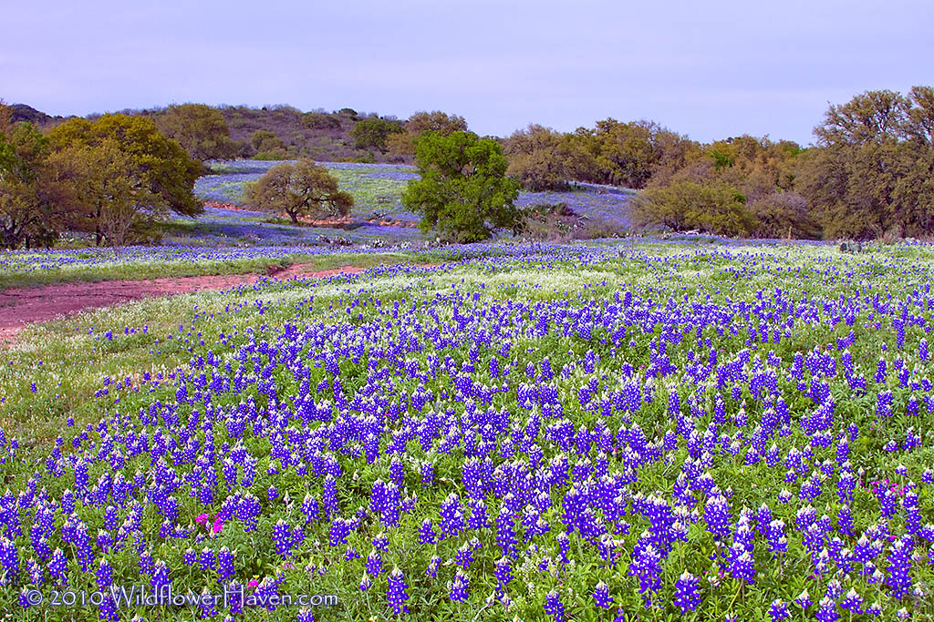 Hills Flowing with Bluebonnets