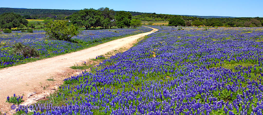 Threadgill Creek RD Bluebonnets