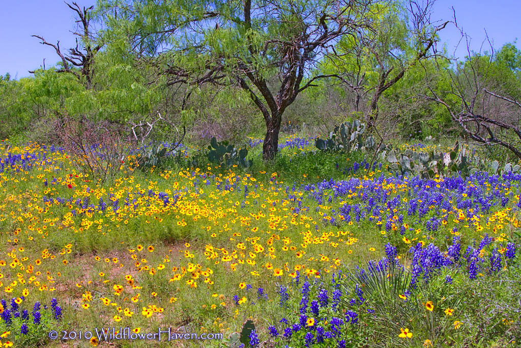 A Texas Wildflower Scene