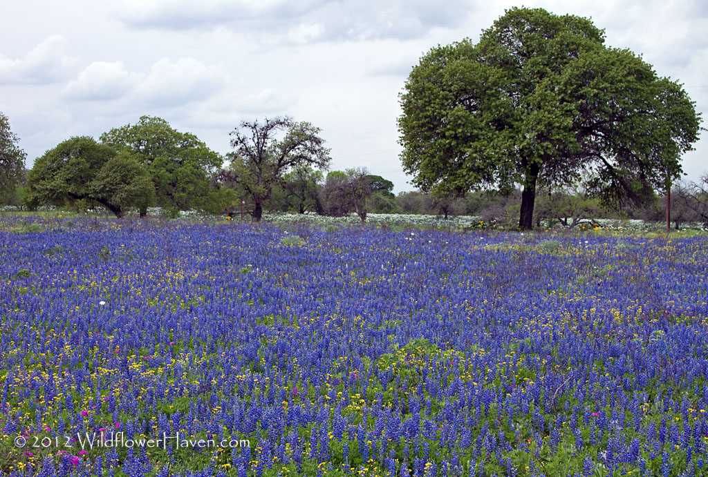 Sandyland Bluebonnets