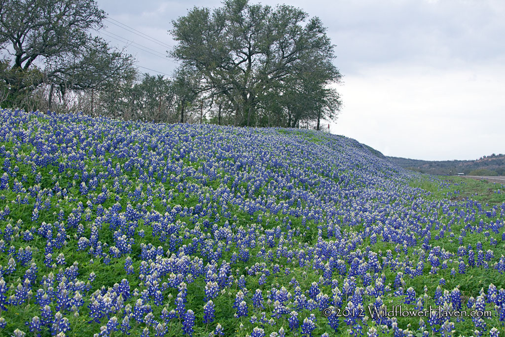 Bluebonnet Carpet