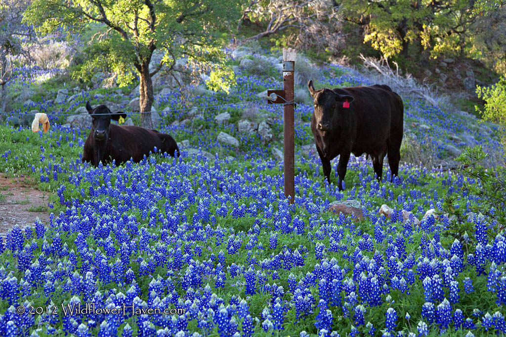 Bluebonnet Cattle
