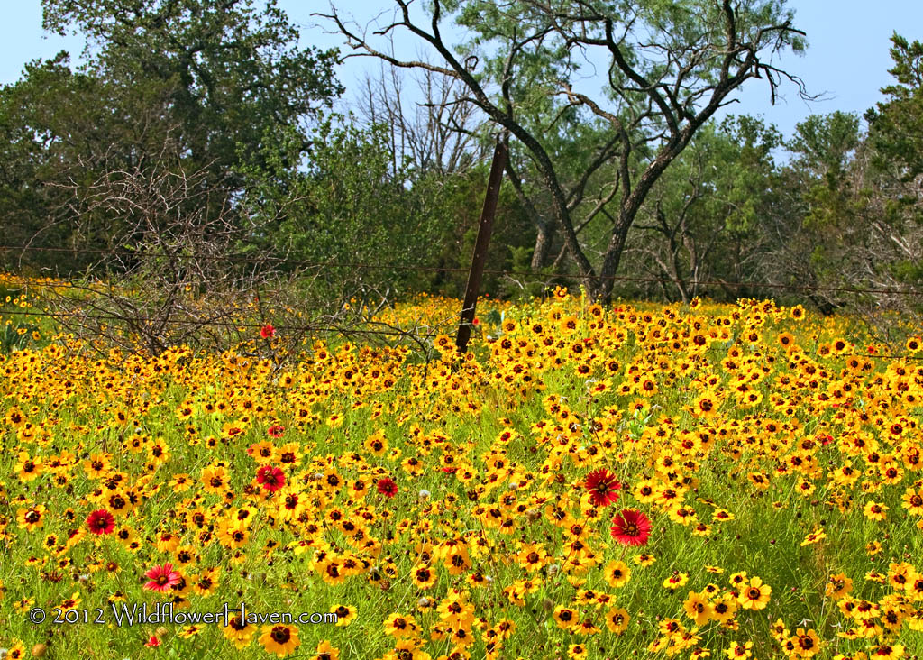 Yellow Blanket of Coreopsis