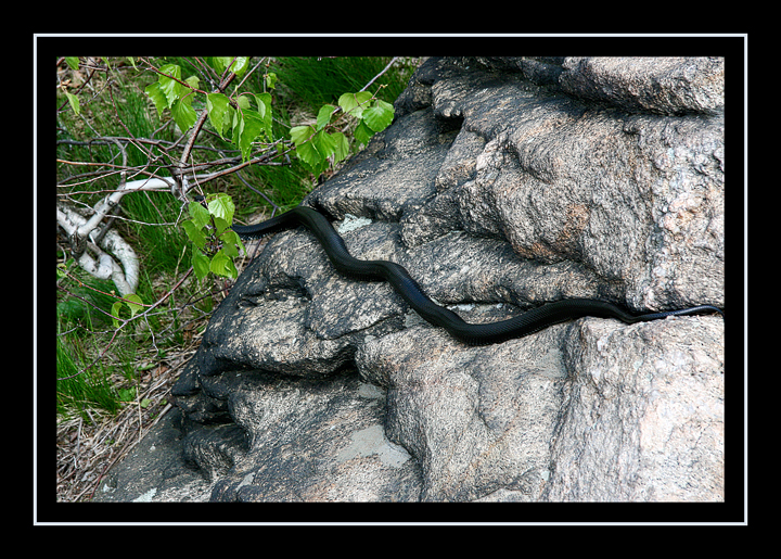 Black rat snake on Breakneck Ridge