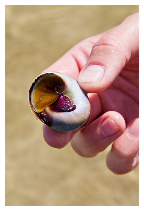 A moon snail in retreat