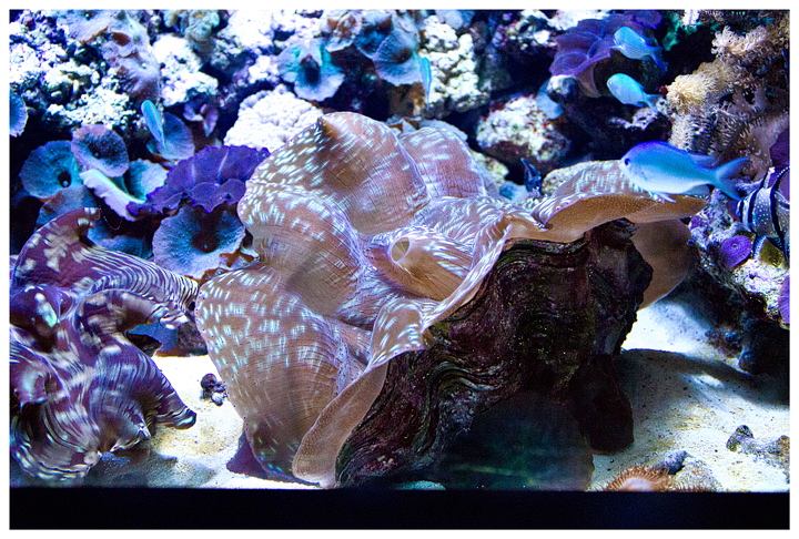 A large clam and pretty colors in this tank