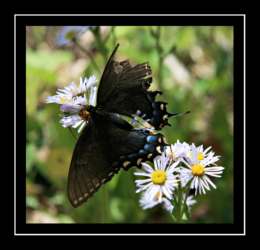 Spicebush Swallowtail