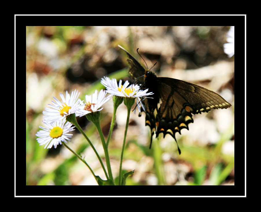 Spicebush Swallowtail