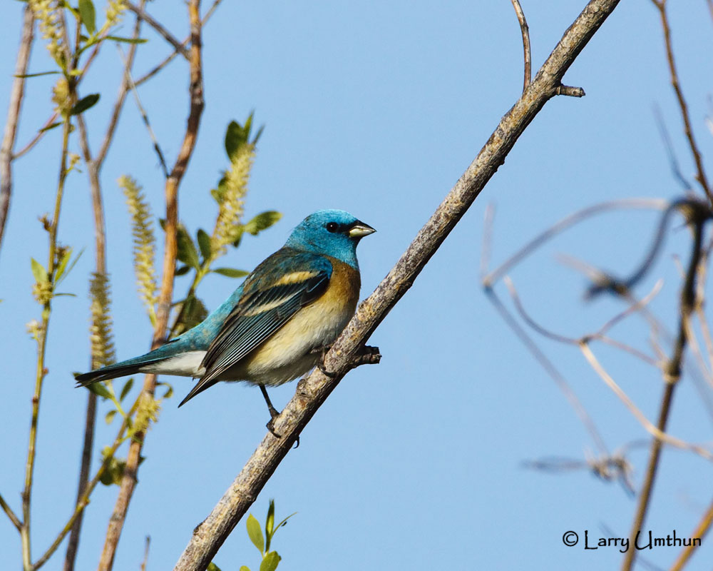 Lazuli Bunting