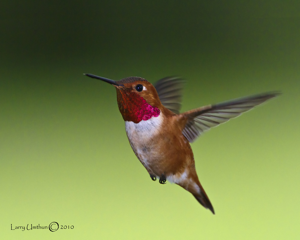 Rufous Hummingbird