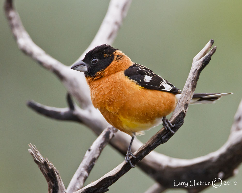 Black-headed Grosbeak