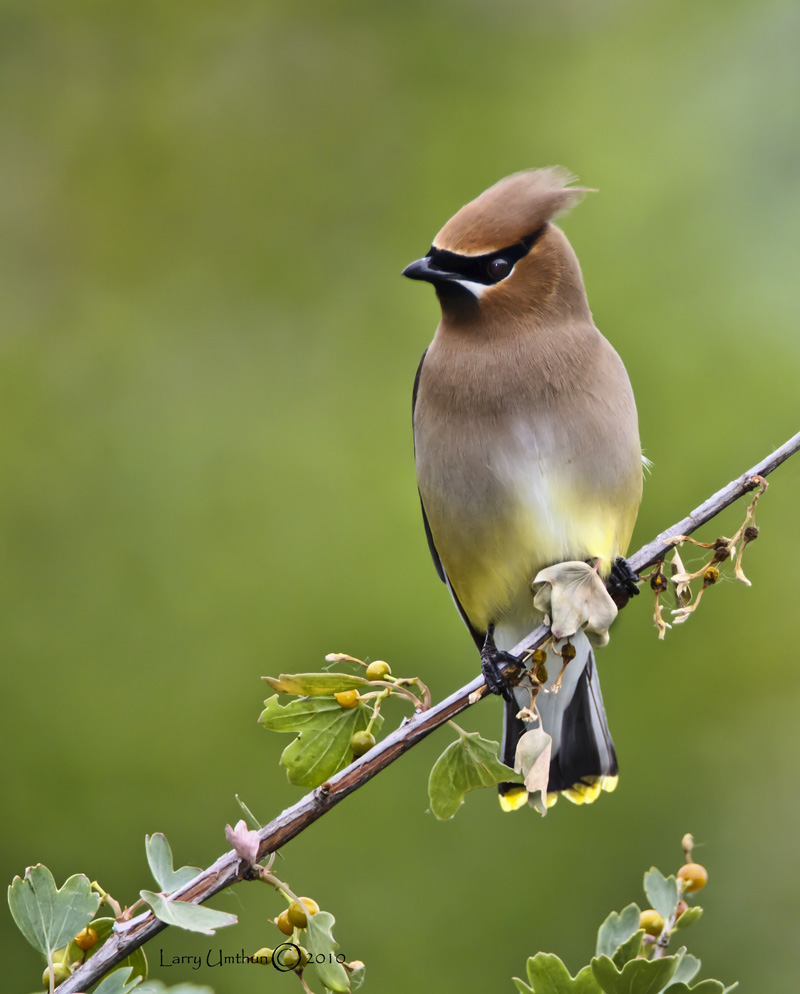 Cedar Waxwing