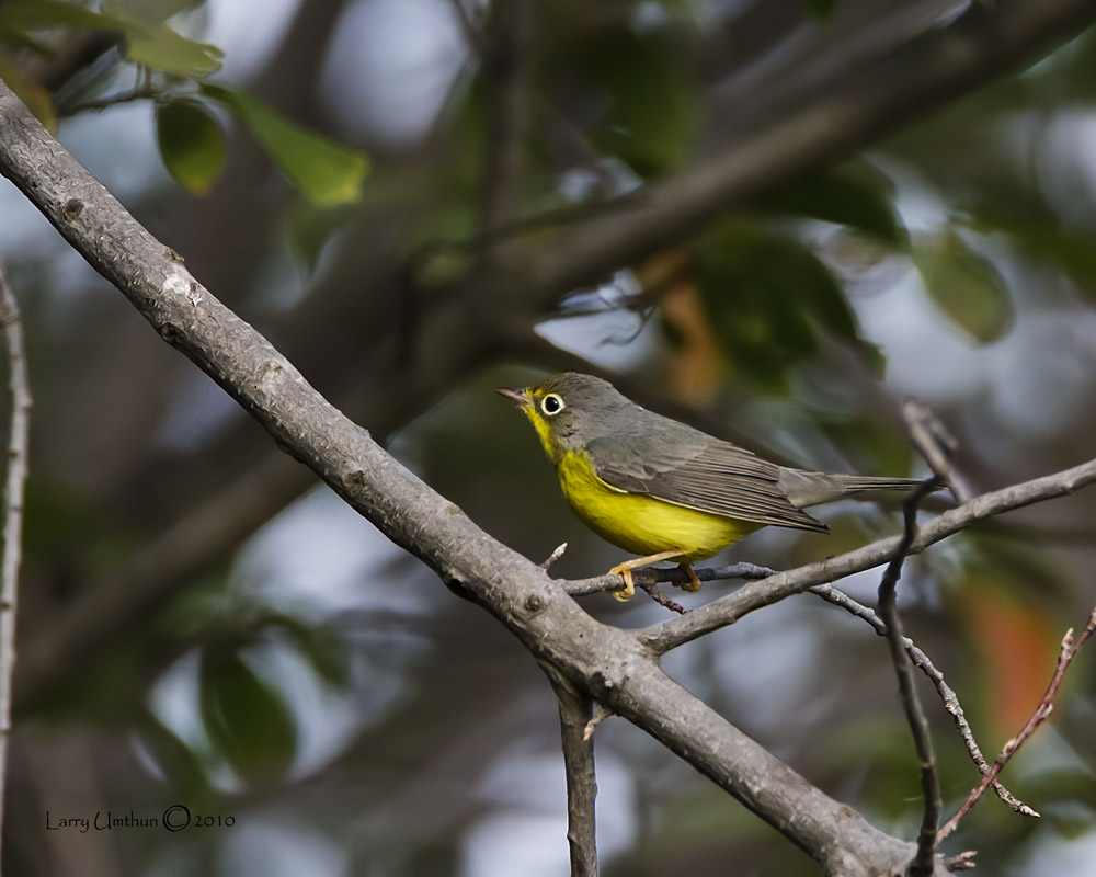 Canada Warbler