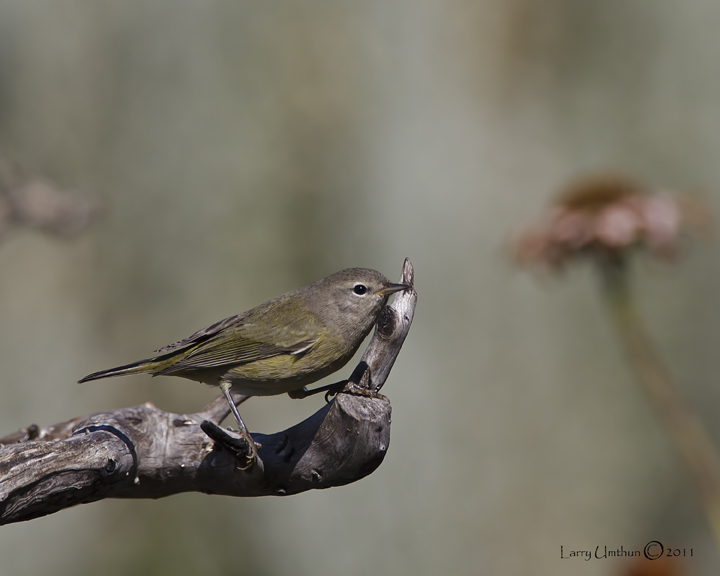 MacGillivrays Warbler