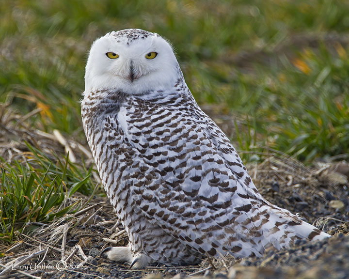 Snowy Owl