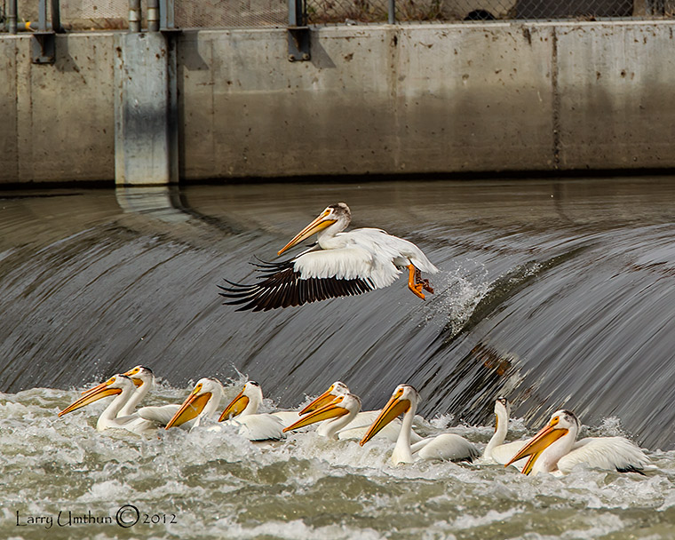 Pelican going over the dam