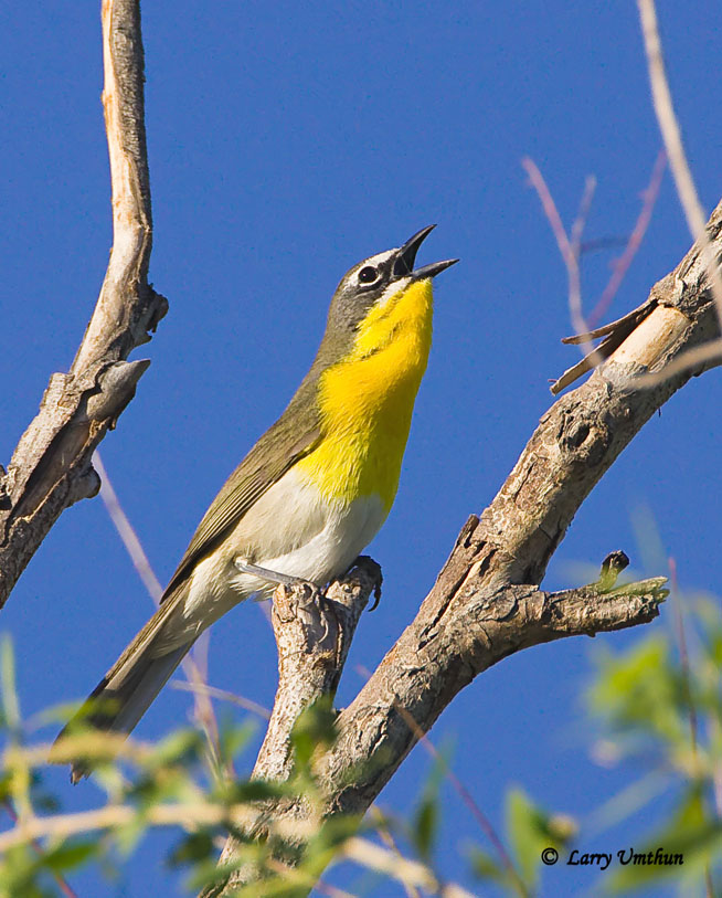 Yellow-breasted Chat