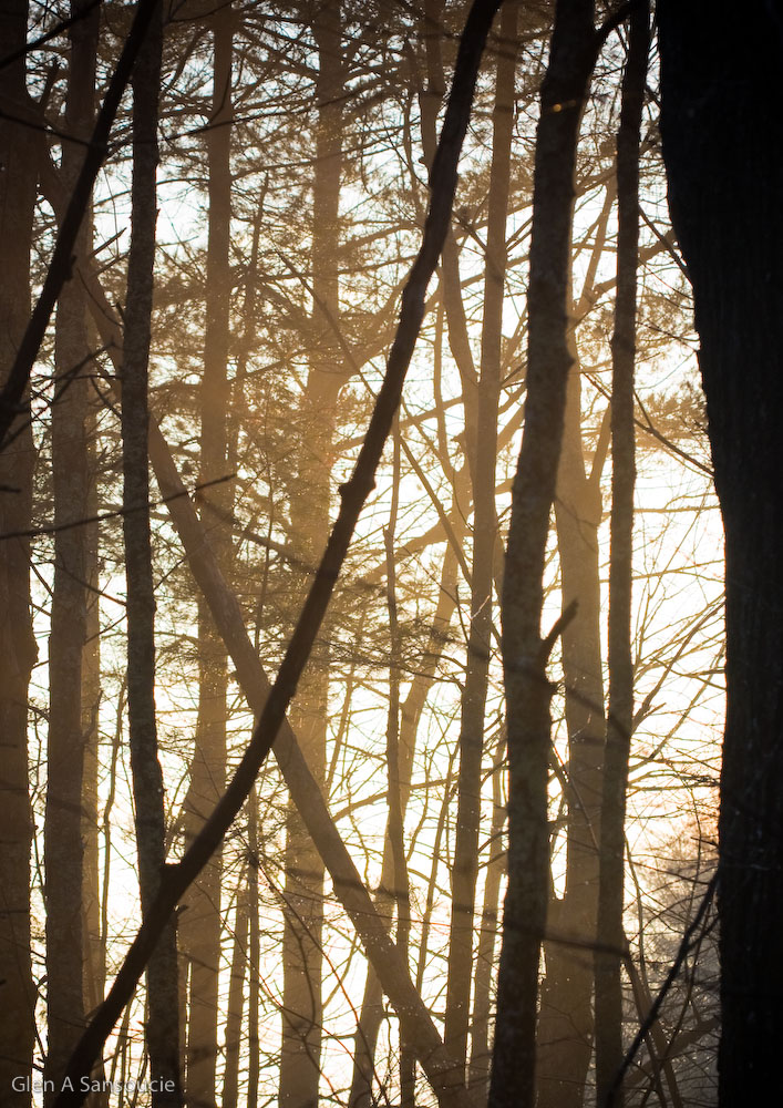 Alternate forest lighting
