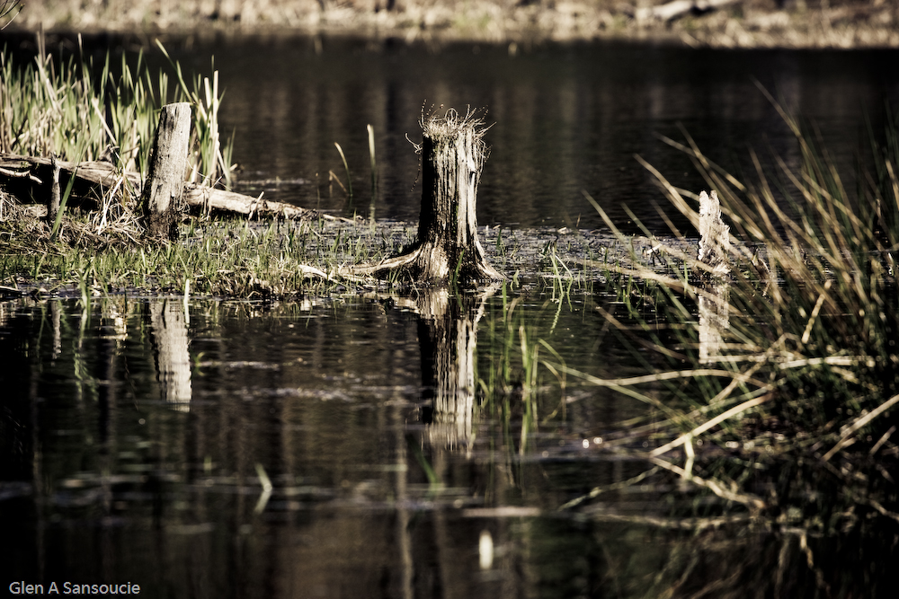 Swamp Stumps