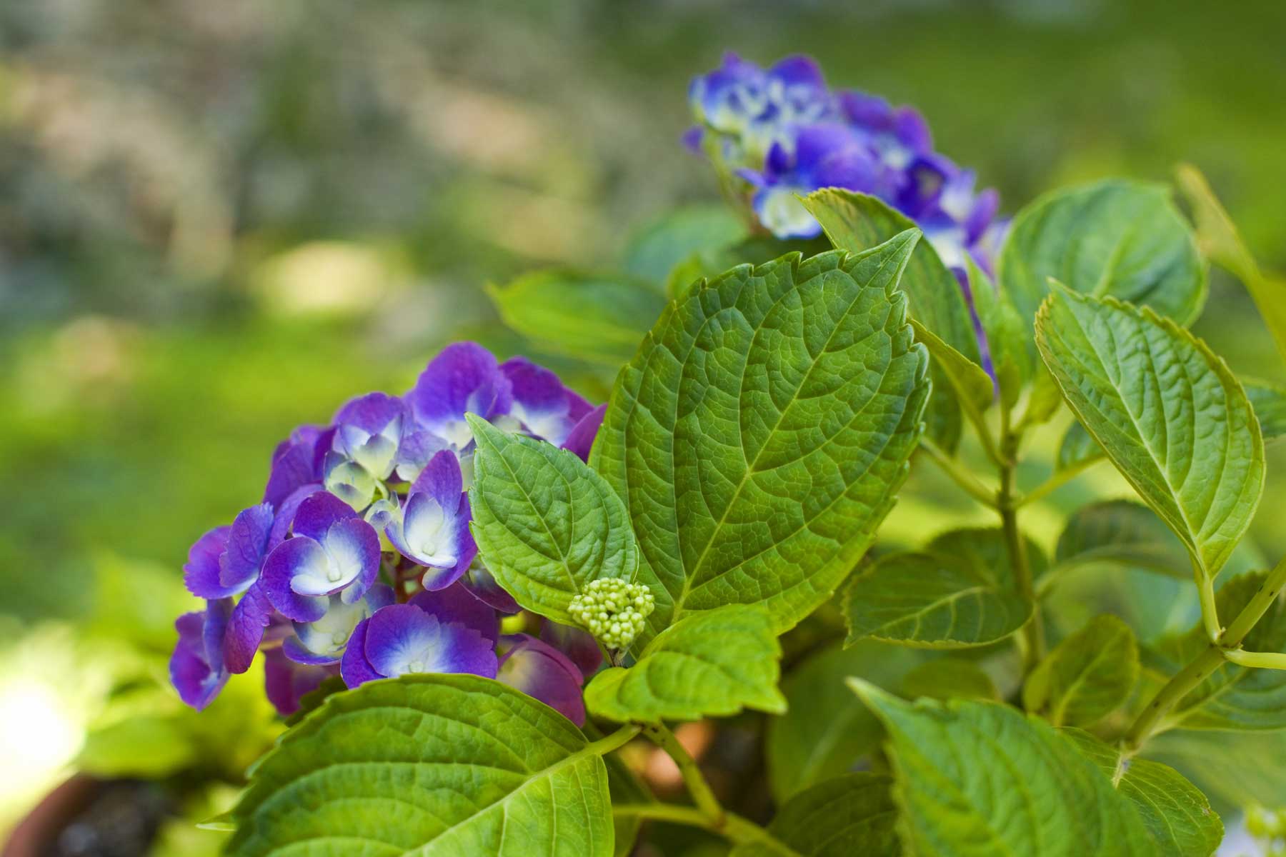 Hydrangea 5D