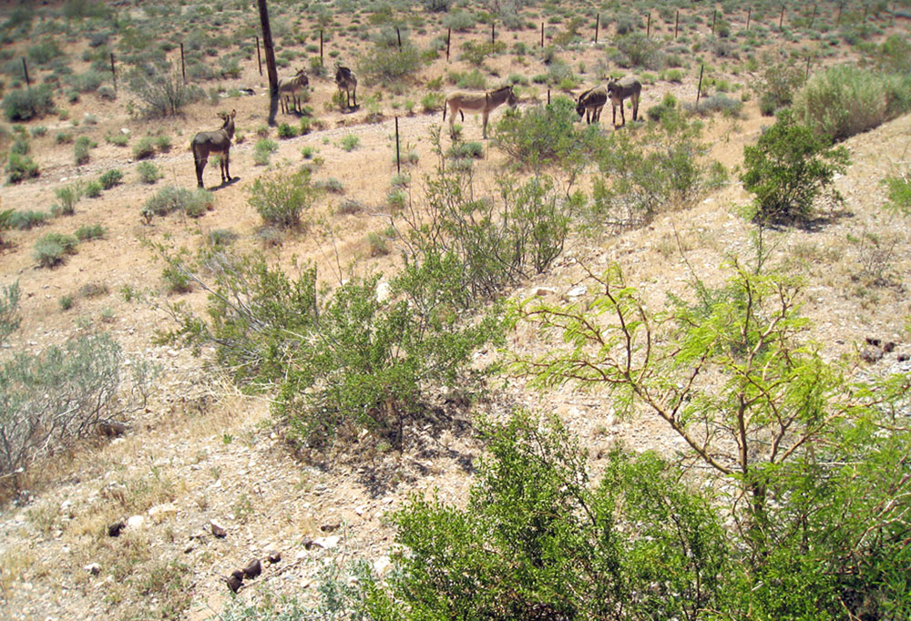 Wild_Burros_Red_Rock_NP2.jpg