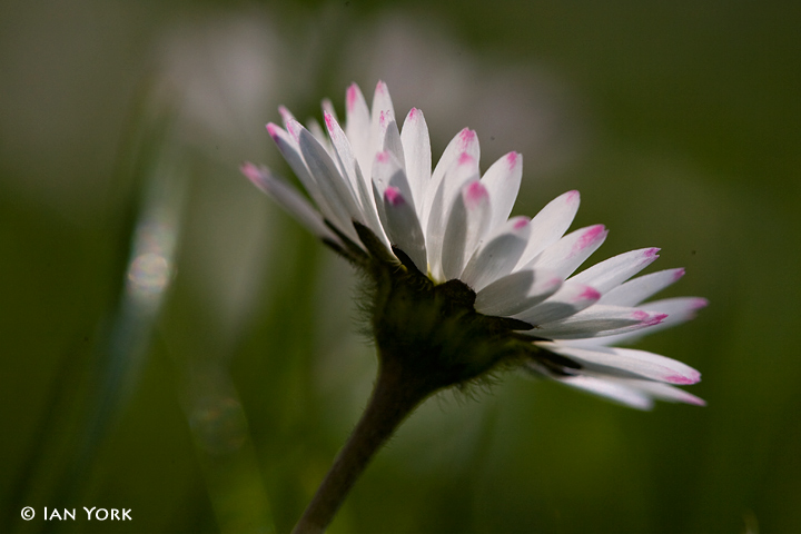 Garden Daisy