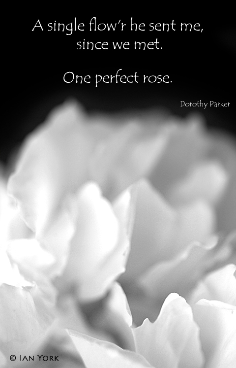 One Perfect Rose