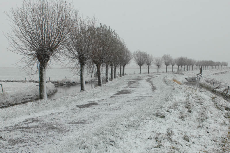  Pollard willows in polder