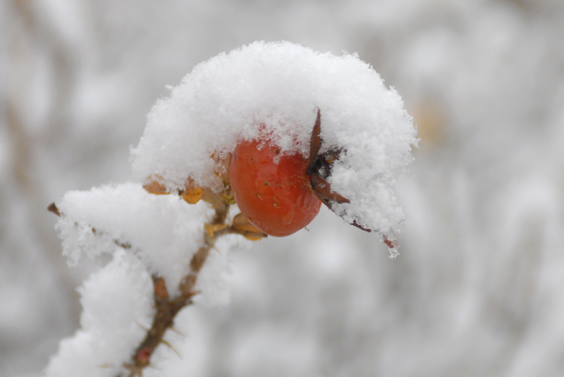 Rose hips in snow