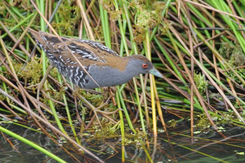   Kleinst Waterhoen- Baillons Crake