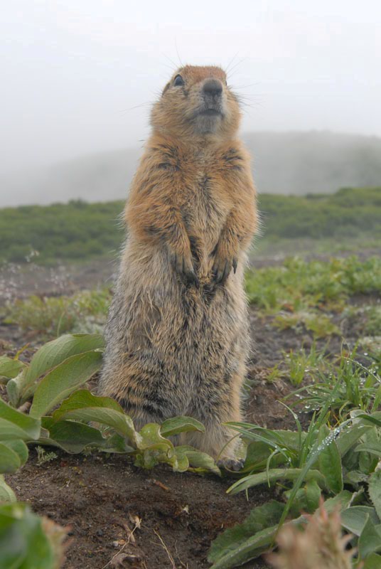 DSC_206 Ground Squirrel