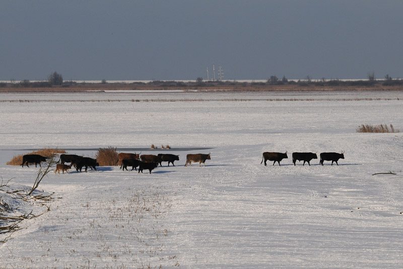 Oostvaardersplassen Nature reserve